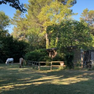 Chevaux de la Cabane de la leque, Gite de Charme dans la Nature en Provence