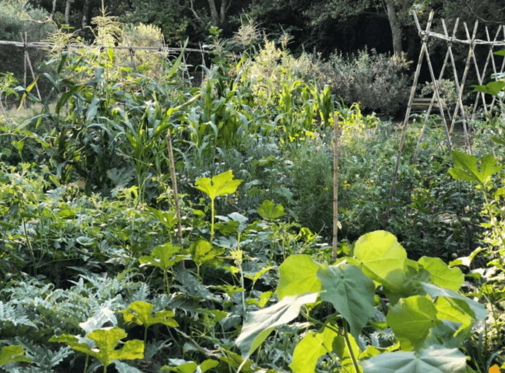gilles par naturel alpilles min